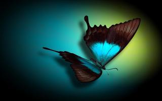 10 самых необычных суеверий о бабочках