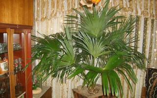 Домашняя финиковая пальма из косточки в комнатных условиях