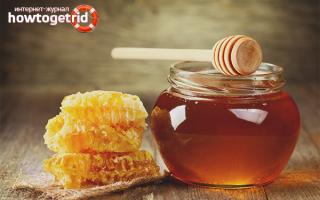 Мёд — польза и вред для здоровья организма